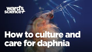 Caring and Culturing for Daphnia [upl. by Marlea145]