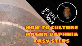 How to Culture Magna Daphnia Easily [upl. by Asilahs253]