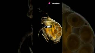 How to culture Daphnia for your Aquarium [upl. by Hsinam]