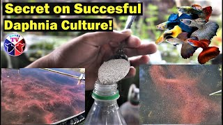 How to Culture Daphnia Successfully [upl. by Sigsmond]