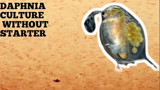 HOW TO CULTURE DAPHNIA NATURALLY WITHOUT A STARTER [upl. by Ynnhoj88]