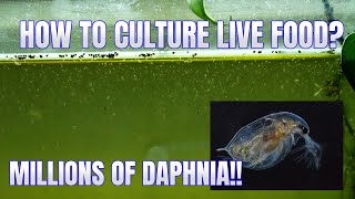 How to Culture Daphnia Secret Method to Breed MILLIONS  Simply Aquatic [upl. by Gerson]