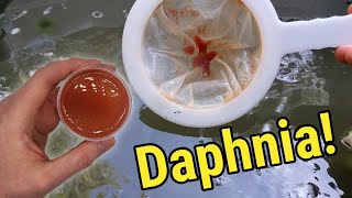 How I Culture Daphnia In Outdoor Tubs [upl. by Yewed177]