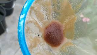 How to culture daphnia moina in a small container Part 1 English Subtitle [upl. by Rasia]