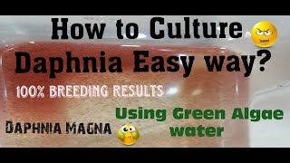 Daphnia MagnaHow to Culture Daphnia Easy wayCulturing Daphnia using Green water Daphnia [upl. by Kayla272]