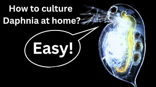 BEST Live Fish Food Beginner guide How to Culture Daphnia at home [upl. by Iams940]