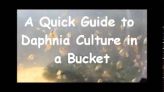 How to culture daphnia outside [upl. by Lattie]