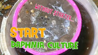 How to culture daphnia moina the easy way 1  Starting the Daphnia culture [upl. by Aneehsak]