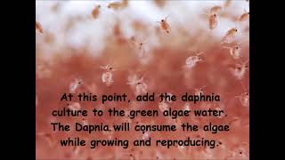 Daphnia  How to grow daphnia in your home [upl. by Namien985]