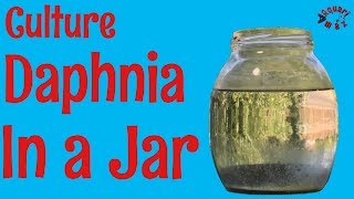 How to Culture Daphnia in a Jar [upl. by Nessah502]