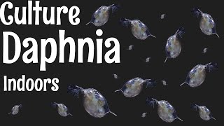 How to Culture Daphnia [upl. by Kenn]