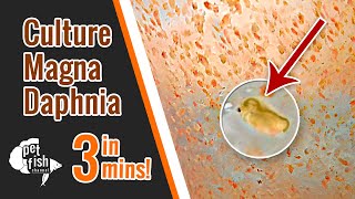 How to culture DAPHNIA MAGNA  The easy way [upl. by Yggam736]