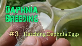 Daphnia Culture made simple and easy 3  Hatching Daphnia eggs [upl. by Lipkin]