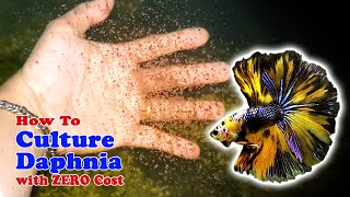 How to Culture Daphnia with ZERO Cost  Unlimited Live Food For Our Fish [upl. by Tnilf]