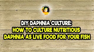 DIY Daphnia Culture How to Culture Nutritious Daphnia as Live Food for Your Fish [upl. by Howzell949]