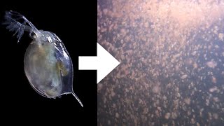 How I Culture Daphnia [upl. by Sheply]