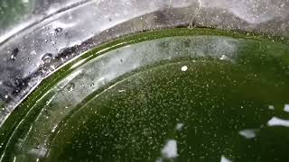 DAPHNIA MOINA CULTURE IN A SMALL BUCKET [upl. by Phip707]