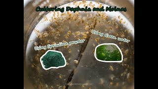 How To Culture Daphnia and Moinas using Green Water Spirulina powder [upl. by Phoebe]