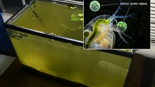 Raising Daphnia for the Freshwater Aquarium [upl. by Chevalier622]