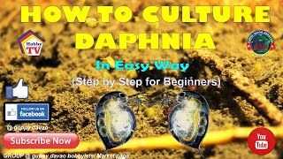 HOW TO CULTURE DAPHNIA In Easy Way [upl. by Nader598]